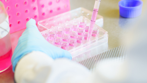 Hands pipetting in tissue culture