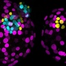 Two human embryos, with (left) and without (right) the gene NANOG
