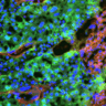 Image showing the signalling cells (in green) of the mouse placenta that are key for remote controlling the metabolism of the mother to support nutrient supply and growth of the fetus. Credit_ Sferruzzi