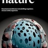 Basement membrane remodelling regulates development, just published in Nature