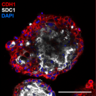 Ectopic expression of DNMT3L in human trophoblast stem cells restores features of the placental methylome