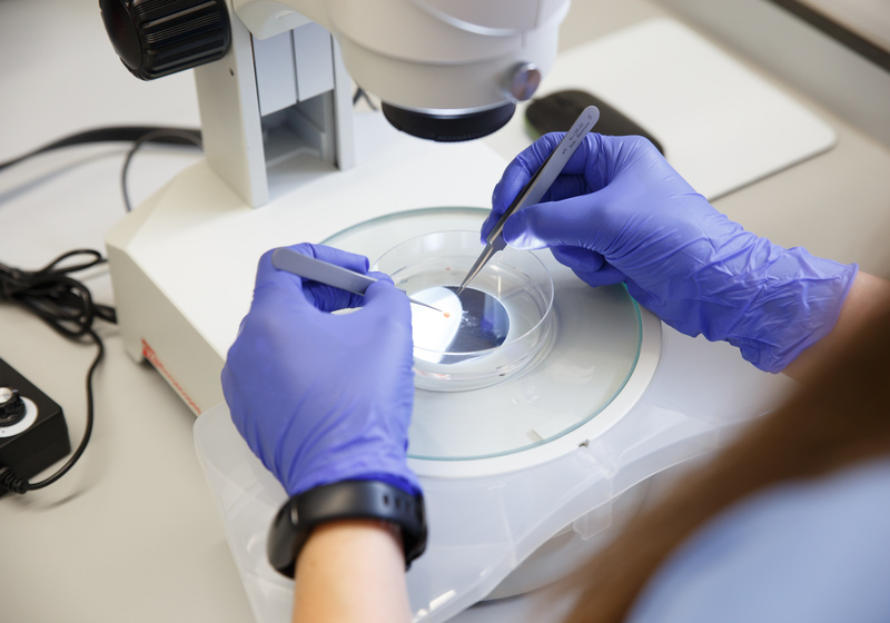 Generic image of dissection