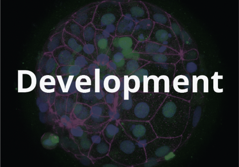 Development