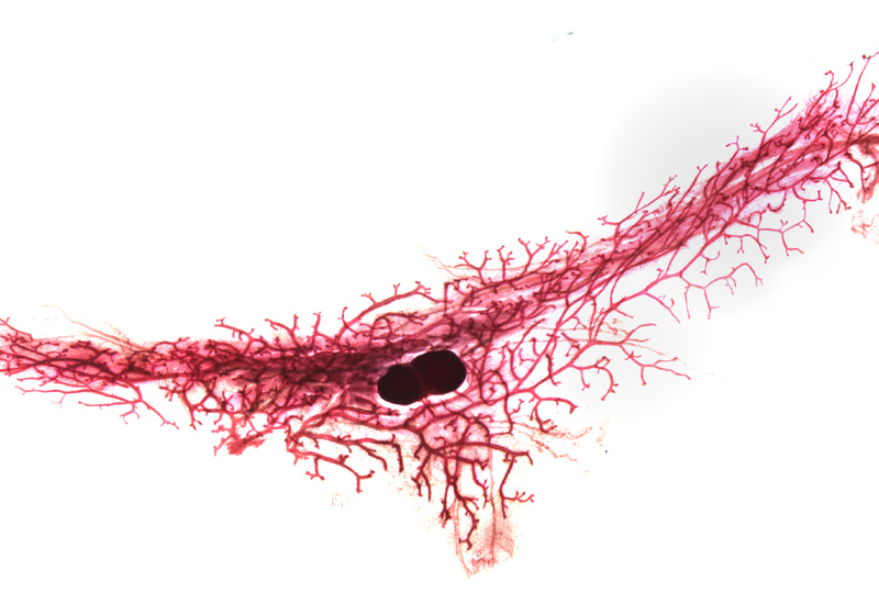 Image of a mammary gland cell